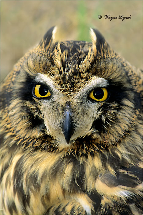 Short-eared Owl 109 by Dr. Wayne Lynch &copy;